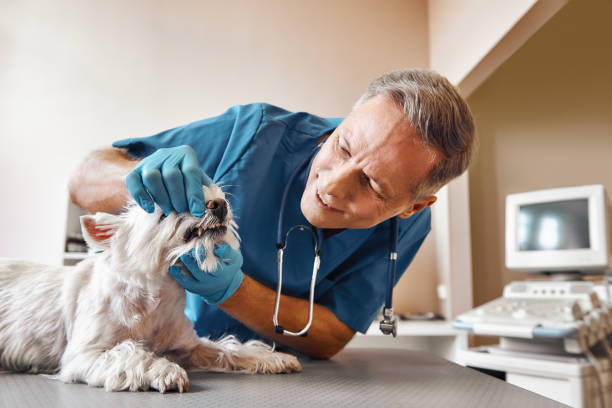 Best Emergency Dental Extractions in Locust, NC